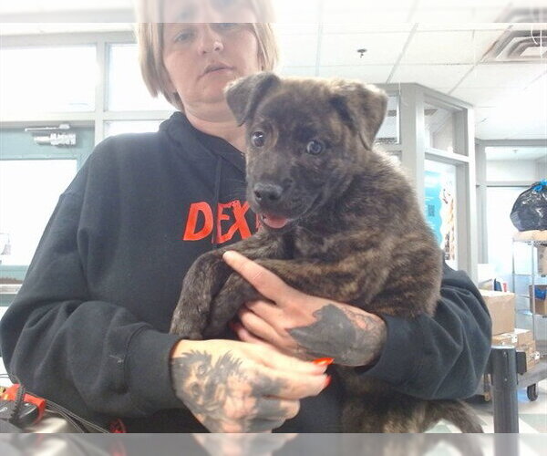 Medium Photo #1 Mutt Puppy For Sale in Oklahoma City, OK, USA