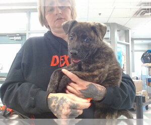 Mutt Dogs for adoption in Oklahoma City, OK, USA