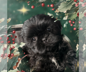 Shih Tzu Puppy for sale in BERKELEY SPRINGS, WV, USA