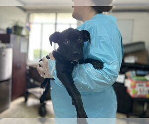 Mutt Dogs for adoption in Raleigh, NC, USA