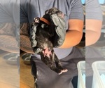 Litter of 9 - Male(s) and Female(s) Cane CorsoLitter of Puppies for Sale - Photo #12