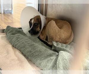 American Pit Bull Terrier-Unknown Mix Dogs for adoption in Grand Prairie, TX, USA
