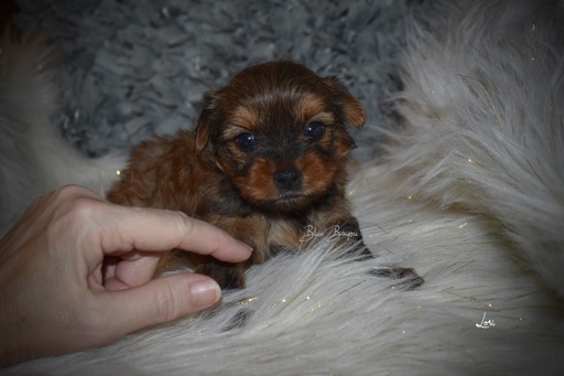 Medium Photo #4 Yorkshire Terrier Puppy For Sale in KELLY, LA, USA