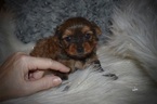 Small Photo #4 Yorkshire Terrier Puppy For Sale in KELLY, LA, USA