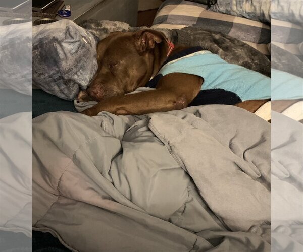 Medium Photo #6 American Pit Bull Terrier Puppy For Sale in  Ramona, CA, USA