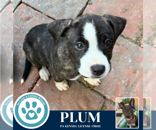 Medium Photo #1 Boxer-Unknown Mix Puppy For Sale in Kimberton, PA, USA