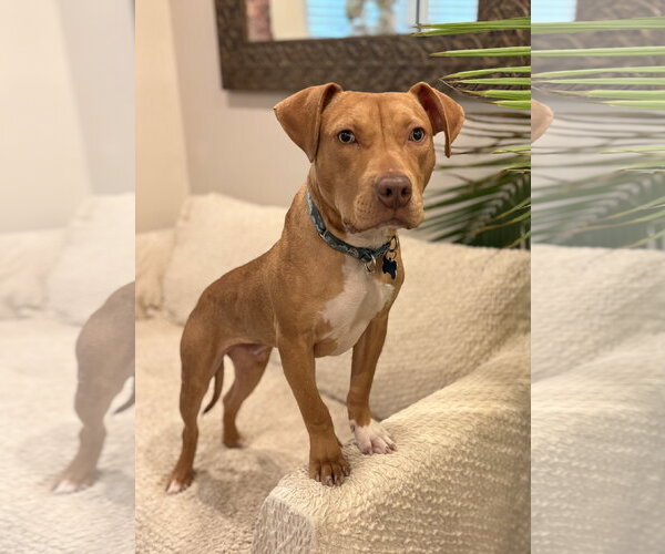 Medium Photo #5 American Pit Bull Terrier-Unknown Mix Puppy For Sale in Spring Lake, NJ, USA