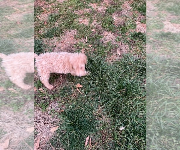 Medium Photo #8 Poodle (Standard) Puppy For Sale in MONROE, GA, USA