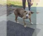 Small #1 Mutt