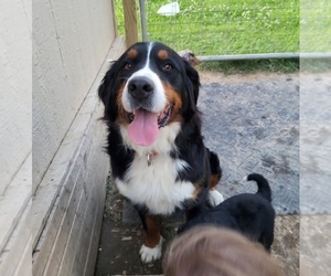 Mother of the Bernese Mountain Dog puppies born on 03/03/2025