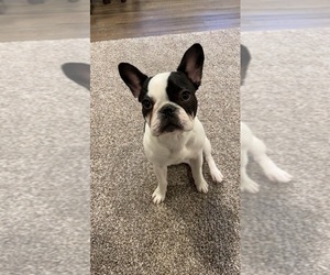French Bulldog Puppy for sale in HUNTERTOWN, IN, USA