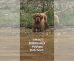 Small #2 Dogue de Bordeaux