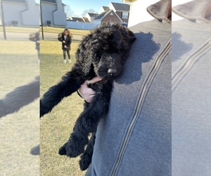 Goldendoodle Puppy for Sale in O FALLON, Missouri USA