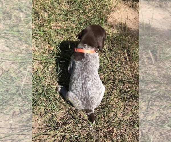 Medium Photo #3 German Shorthaired Pointer Puppy For Sale in BOERNE, TX, USA