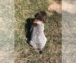 Small Photo #3 German Shorthaired Pointer Puppy For Sale in BOERNE, TX, USA