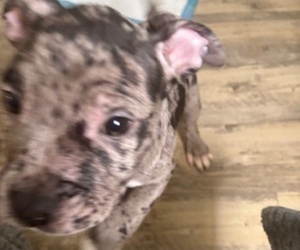 American Bully Puppy for sale in DALLAS, TX, USA