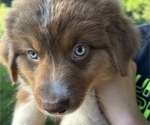 Puppy Finley Australian Shepherd
