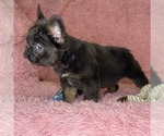 Small Photo #23 French Bulldog Puppy For Sale in BOTHELL, WA, USA