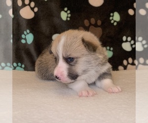 Pembroke Welsh Corgi Puppy for sale in KENT, WA, USA