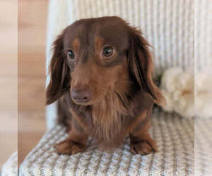 Father of the Dachshund puppies born on 07/05/2026