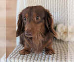 Small Photo #1 Dachshund Puppy For Sale in GOSHEN, IN, USA