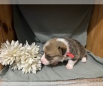 Small #1 Pembroke Welsh Corgi