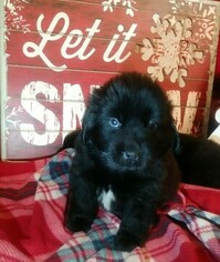 Newfoundland Puppy for sale in DIAMOND VALLEY, UT, USA