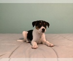 Small Photo #2 Australian Cattle Dog-Border Collie Mix Puppy For Sale in HILLSBORO, WI, USA