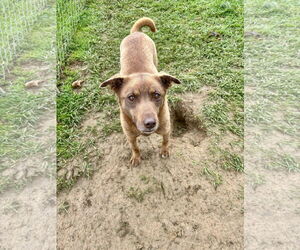 Mutt Dogs for adoption in Lewisburg, WV, USA