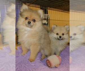 Pomeranian Puppy for sale in HAMMOND, IN, USA