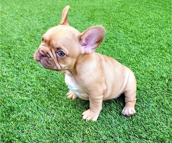 Medium Photo #7 French Bulldog Puppy For Sale in LAS VEGAS, NV, USA