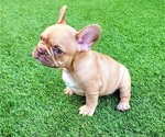 Small #6 French Bulldog