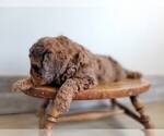 Small Photo #12 Miniature Bernedoodle Puppy For Sale in CUBA CITY, WI, USA