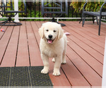 Small #9 English Cream Golden Retriever