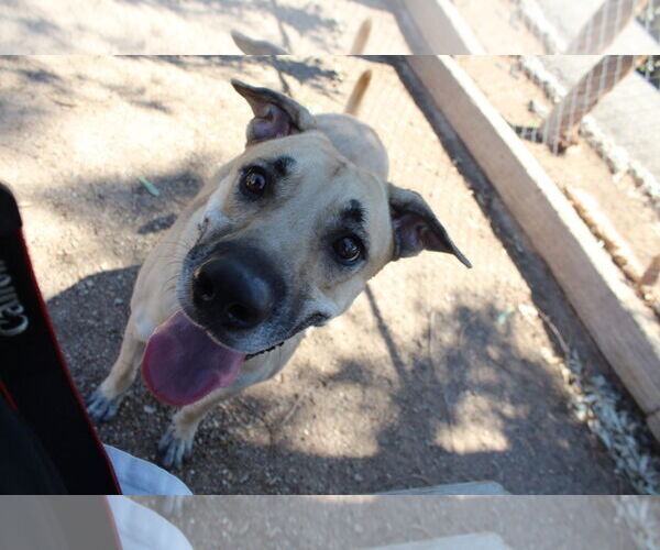 Medium Photo #2 Mutt Puppy For Sale in El Centro, CA, USA