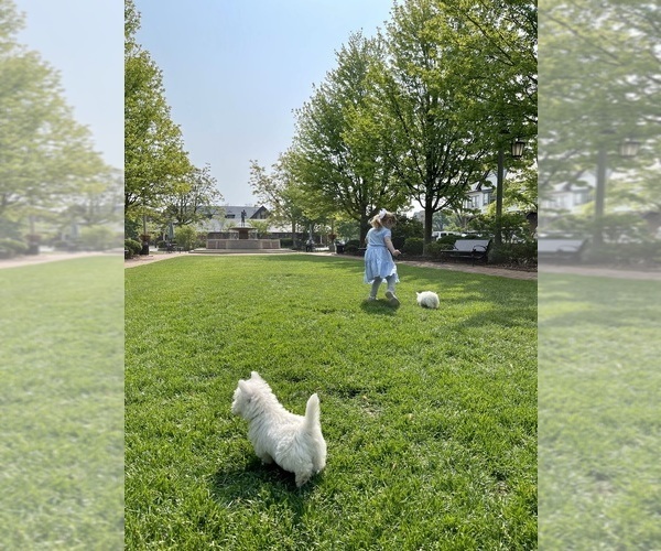 Medium Photo #15 West Highland White Terrier Puppy For Sale in LAKE FOREST, IL, USA