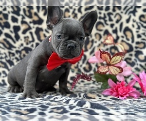 Medium French Bulldog