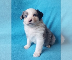 Miniature Australian Shepherd Puppy for sale in WILLS POINT, TX, USA