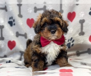 Havashu-Poodle (Toy) Mix Puppy for sale in LAKELAND, FL, USA