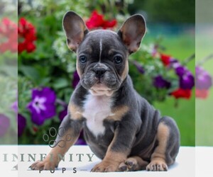 French Bulldog Puppy for sale in LITITZ, PA, USA