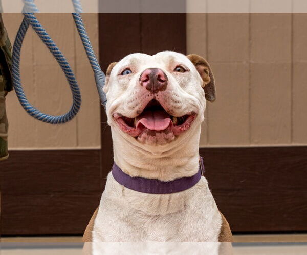 Medium Photo #31 American Staffordshire Terrier-Unknown Mix Puppy For Sale in Lake Forest, CA, USA