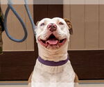 Small #30 American Staffordshire Terrier Mix