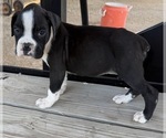 Small #4 Boxer
