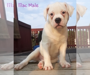 American Bulldog Puppy for sale in JULIAN, PA, USA