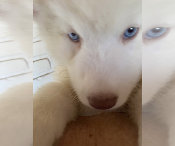 Medium Photo #2 Siberian Husky Puppy For Sale in ENCINO, CA, USA