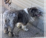 Small Photo #10 Caucasian Shepherd Dog Puppy For Sale in TWINING, MI, USA