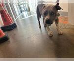 Small American Pit Bull Terrier