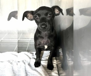 Medium Chihuahua Mix