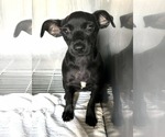Small Chihuahua Mix