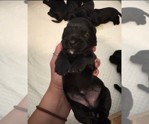 Cavalier King Charles Spaniel-Dachshund Mix Puppy for sale in HURDLE MILLS, NC, USA